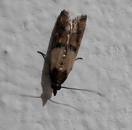 Indian-Meal Moth
