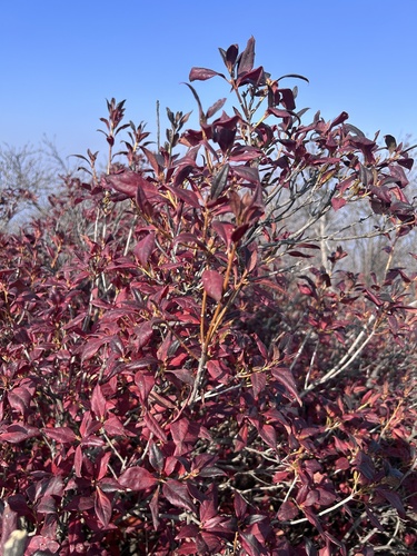 Korean rhododendron