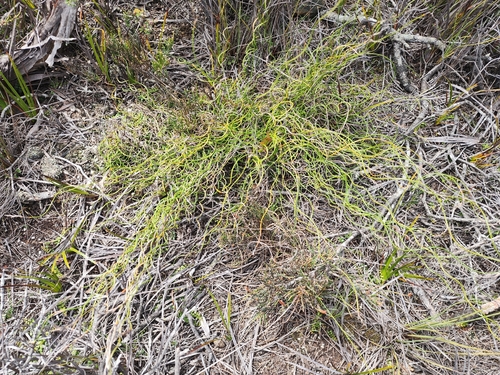 Lepidosperma filiforme observed 2026-10-11