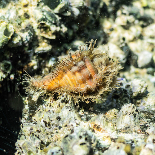 Monoplex parthenopeus observed 2026-10-11