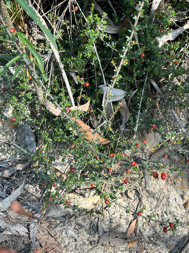 Micrantheum ericoides observed 2026-10-11