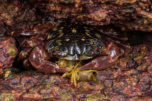 Striped Shore Crab