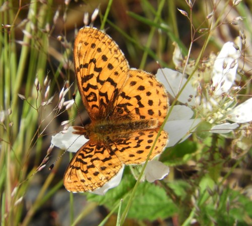 Pacific Fritillary photo 4