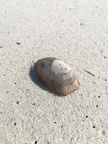 Cymbula compressa observed 2026-10-10