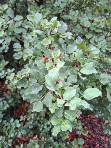 carob tree