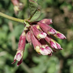 Hosackia crassifolia