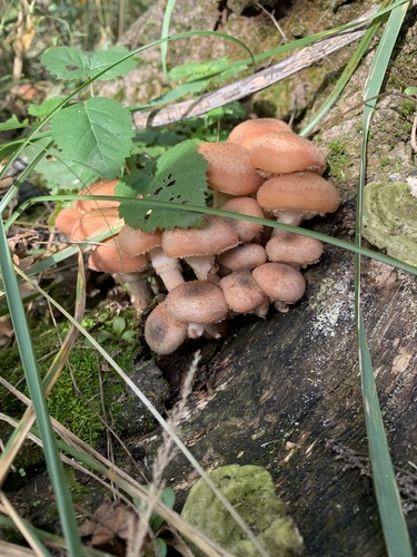 Honey Mushroom