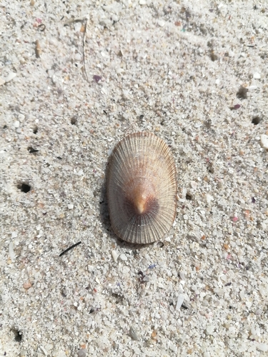 Cymbula compressa observed 2026-10-10