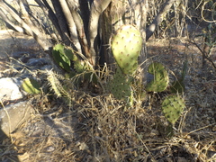 Opuntia tapona