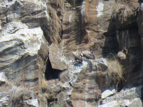 iNaturalist image