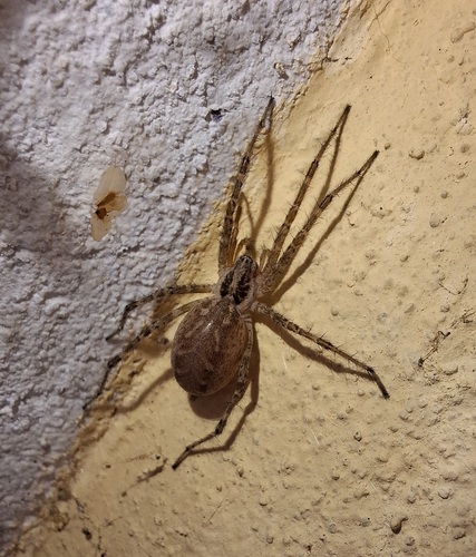 Allagelena gracilens