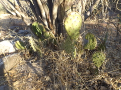 Opuntia tapona