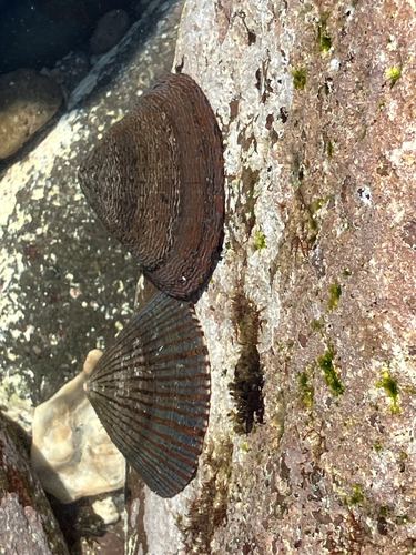 Cellana nigrolineata observed 2026-10-11