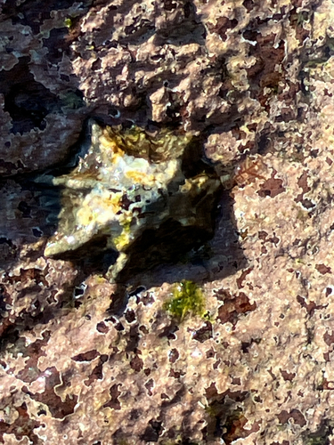 Patelloida saccharina saccharina, 2026-10-11