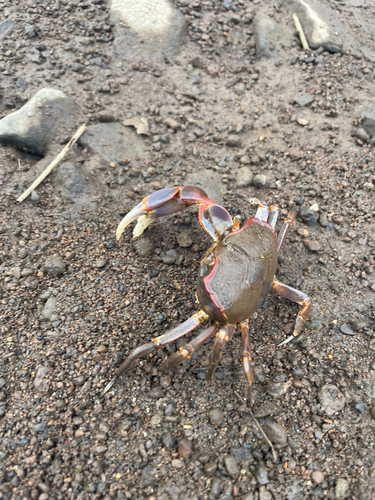Chasmagnathus observed 2026-10-11