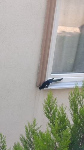 Eurasian Magpie