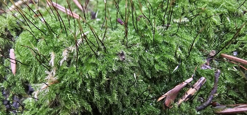 Brachytheciastrum velutinum observed 2026-10-10