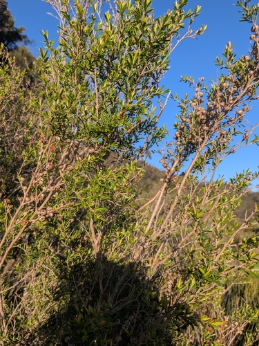 Leptospermum polygalifolium observed 2026-10-11