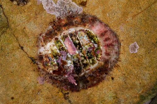 Placiphorella stimpsoni