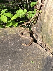 Thamnophis sirtalis