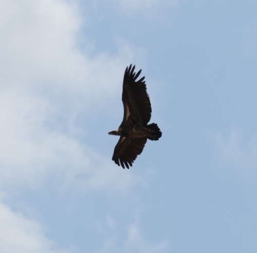 iNaturalist image