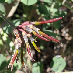 Hosackia crassifolia