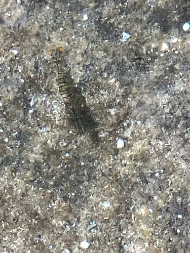 Palaemon pacificus observed 2026-10-11