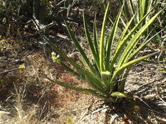 Agave datylio