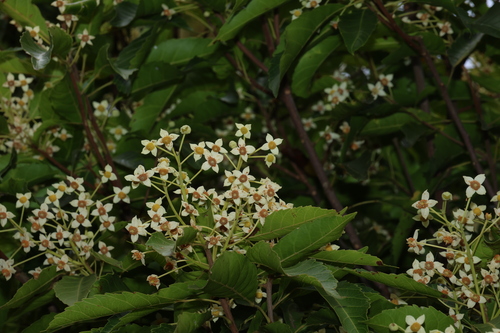 Sloanea woollsii observed 2026-10-09