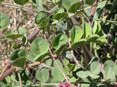 Hosackia crassifolia