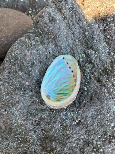 Haliotis diversicolor observed 2026-10-11