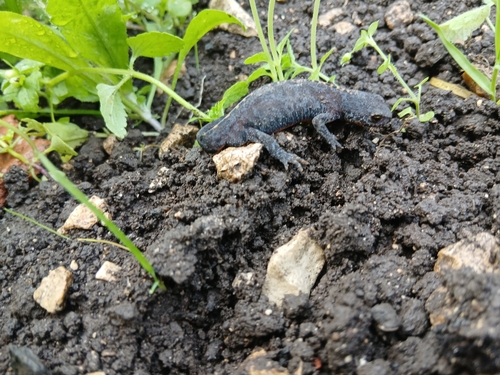 Alpine Newt
