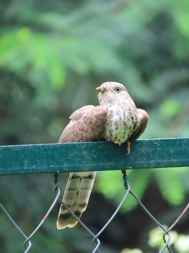 Common Hawk-Cuckoo