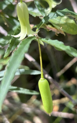 Common Apple-berry