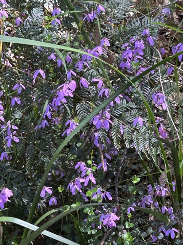 Pink-bells