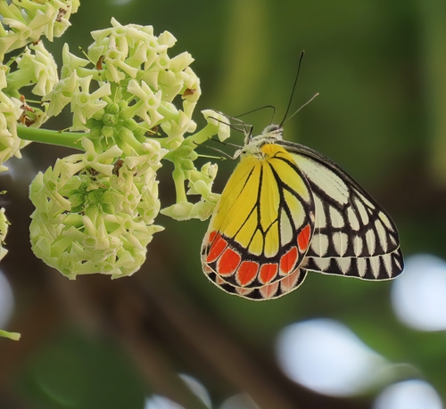 Common Jezebel