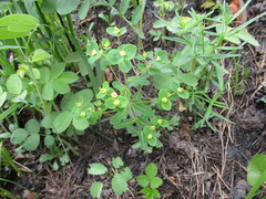 Euphorbia jenisseiensis