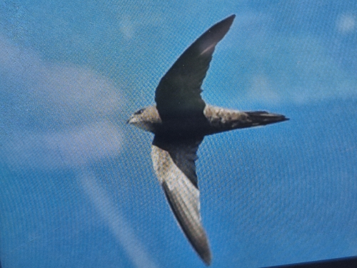 Pallid Swift