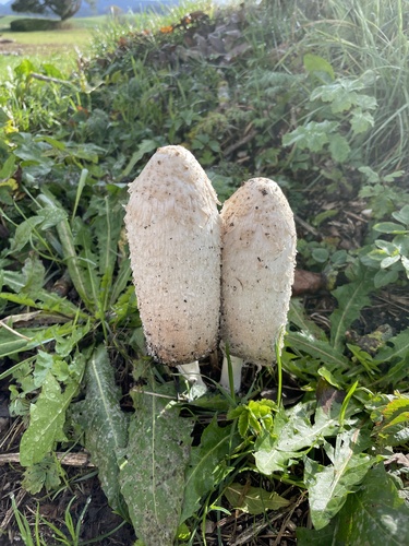 Shaggy Mane