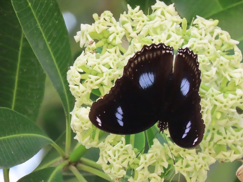 Great Eggfly