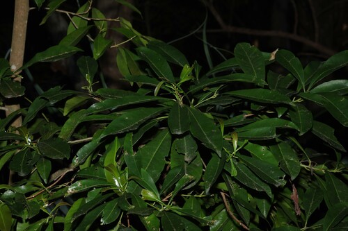 Planchonella chartacea observed 2026-10-10