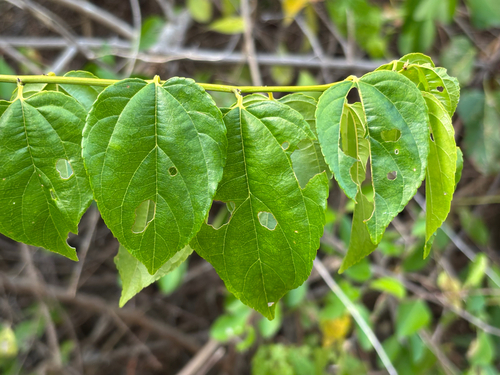 Colubrina asiatica observed 2026-10-11