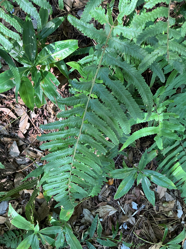 Microlepia marginata observed 2026-10-11