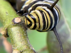 Danaus plexippus