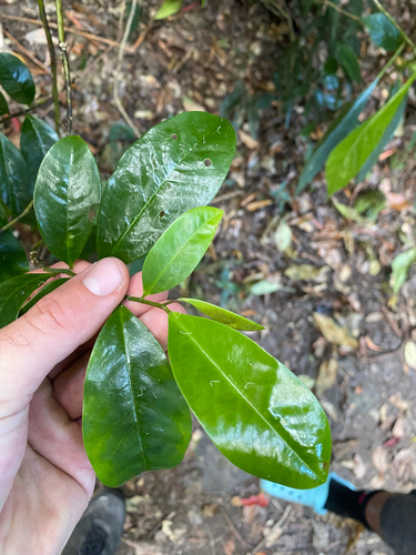 Eupomatia laurina observed 2026-10-11