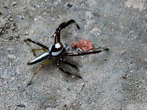 Two-striped Telamonia