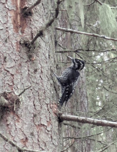 Eurasian Three-toed Woodpecker