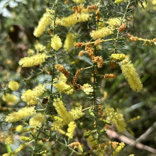 Prickly moses