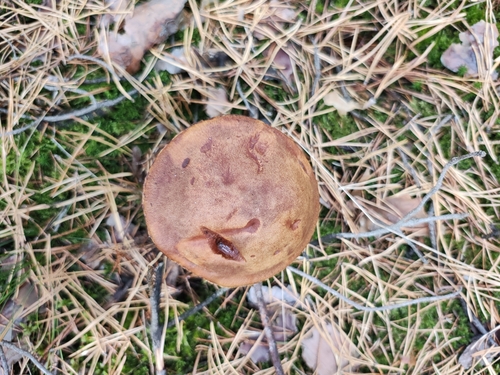 Aureoboletus projectellus