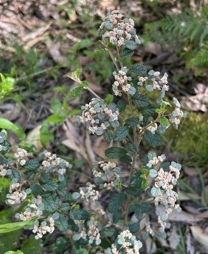 Australian dusty miller